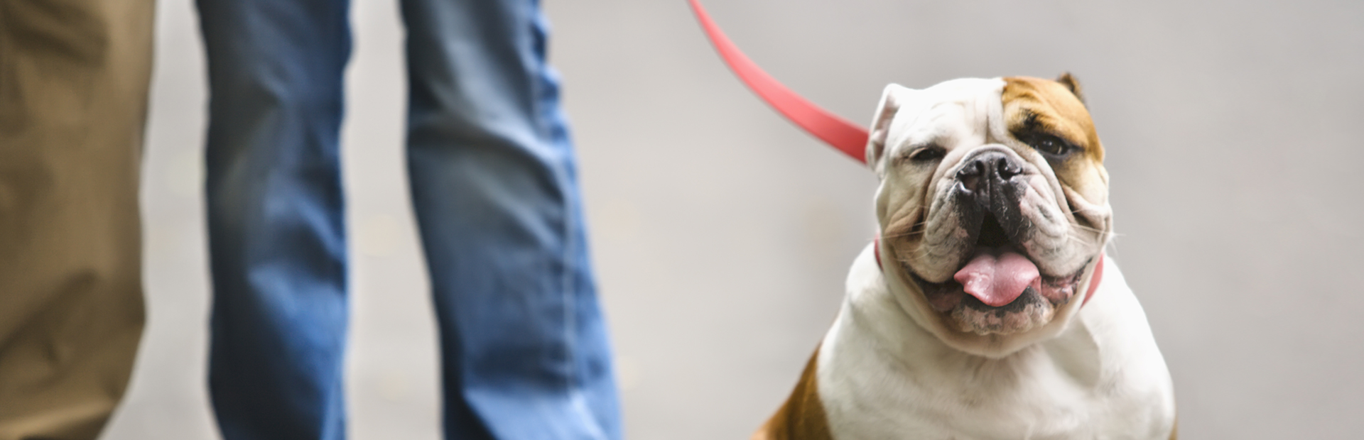 Chew on This Blog AntiChew Dog Leash Solutions Leash Links