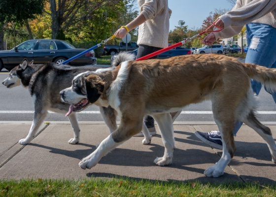 dogs walking