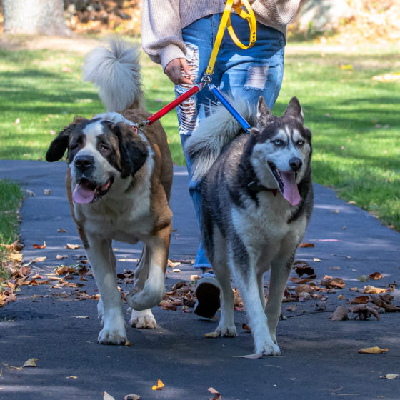 dogs walking