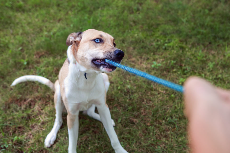 5 Reasons to Choose a ChewProof Dog Leash. Some Will Surprise You! Leash Links