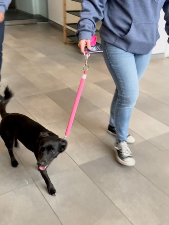 Short is the Way To Go! Keep your dog on a short leash!