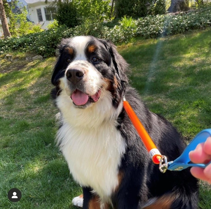 Best leash for deals bernese mountain dog